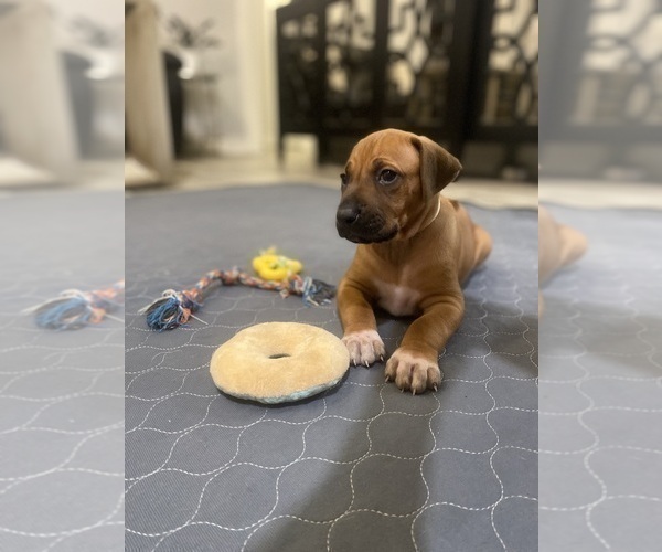 Medium Photo #4 Rhodesian Ridgeback Puppy For Sale in KELLER, TX, USA