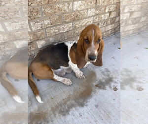 Mother of the Basset Hound puppies born on 03/26/2021