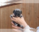 Puppy Hershey Kiss Schnauzer (Miniature)