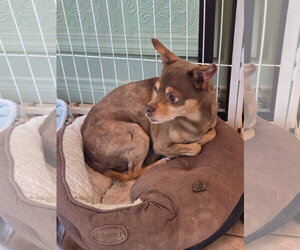 Chief - Male Chihuahua-Unknown Mix Dog for Adoption - Photo #3