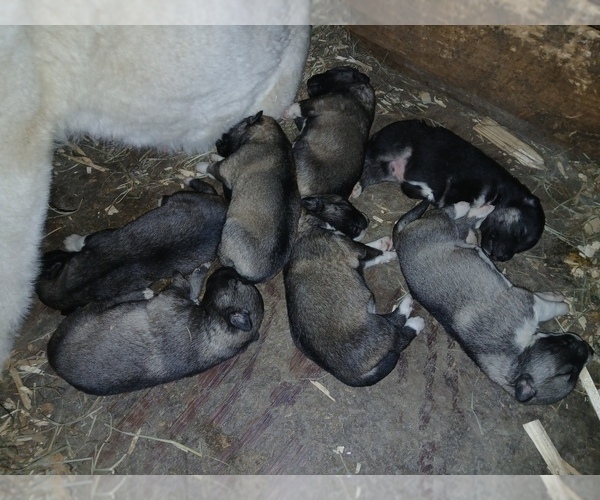 Medium Photo #2 Siberian Husky Puppy For Sale in LONG EDDY, NY, USA