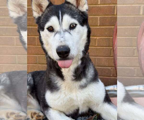 Medium Photo #4 Siberian Husky Puppy For Sale in Randleman , NM, USA