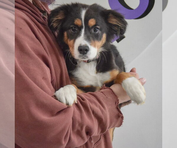 Medium Photo #3 Australian Terrier-Collie Mix Puppy For Sale in Huntley, IL, USA