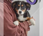 Small #2 Australian Terrier-Collie Mix