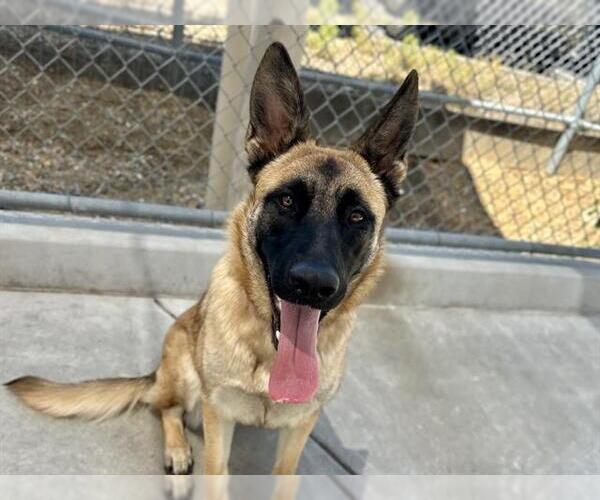 Medium Photo #1 Mutt Puppy For Sale in Martinez, CA, USA