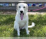 Small Photo #13 Great Pyrenees Puppy For Sale in Houston, TX, USA