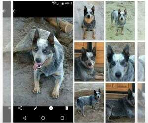 Father of the Australian Cattle Dog puppies born on 09/17/2021