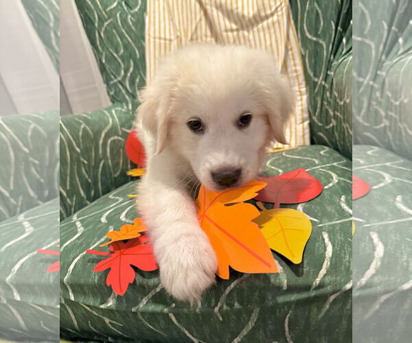 Medium Photo #3 Great Pyrenees Puppy For Sale in Spring, TX, USA