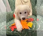 Small #2 Great Pyrenees