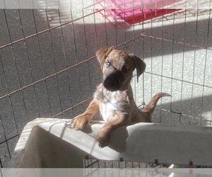 West of Argyll Terrier Puppy for sale in WILBRAHAM, MA, USA