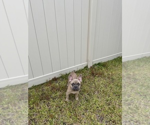 French Bulldog Puppy for sale in JACKSONVILLE, FL, USA