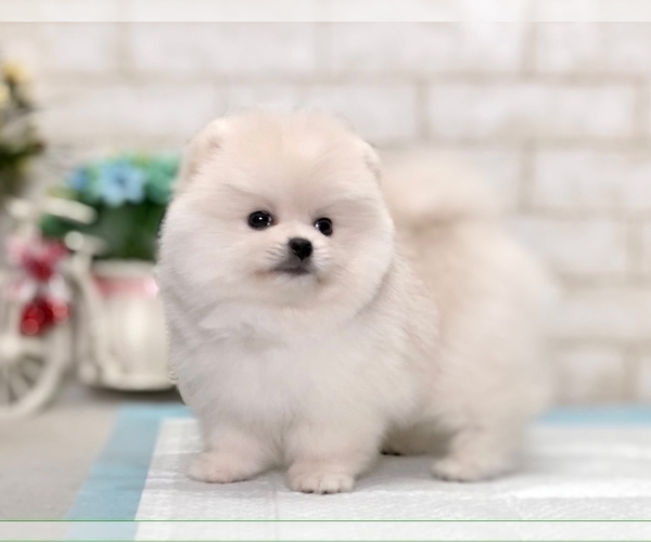 Medium Photo #5 Pomeranian Puppy For Sale in BEVERLY HILLS, CA, USA