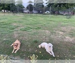 Small #7 Golden Retriever