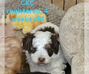 Poodle (Toy) Puppy for sale in LOUISVILLE, MS, USA