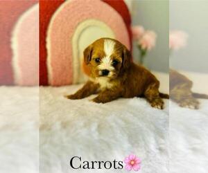 Cavapoo Puppy for sale in MURFREESBORO, TN, USA