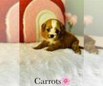 Image preview for Ad Listing. Nickname: Cavapoo