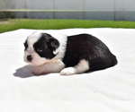 Small #2 Shih Aussie