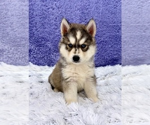 Siberian Husky Puppy for sale in SANDY HOOK, KY, USA