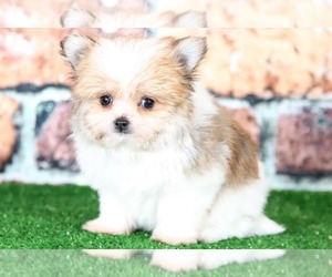 Yoranian Puppy for sale in BEL AIR, MD, USA