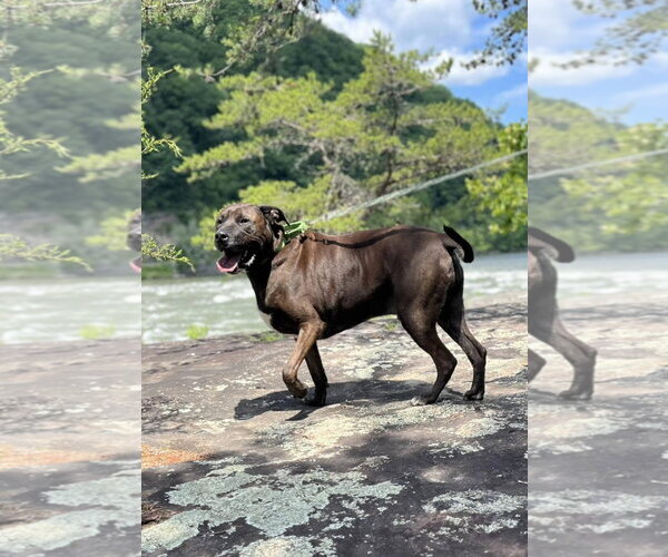 Medium Photo #5 Mutt Puppy For Sale in Hinton, WV, USA