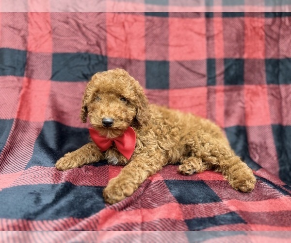 Medium Photo #5 Poodle (Miniature) Puppy For Sale in LAKELAND, FL, USA