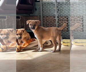 Mutt Dogs for adoption in Plainfield, IL, USA