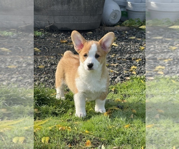 Medium Photo #10 Pembroke Welsh Corgi Puppy For Sale in PHILOMATH, OR, USA