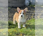 Small #9 Pembroke Welsh Corgi