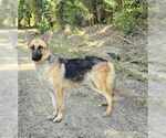 Small #1 German Shepherd Dog