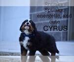 Image preview for Ad Listing. Nickname: Cyrus