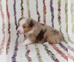 Small Photo #31 Miniature Australian Shepherd Puppy For Sale in HARRISON, OH, USA