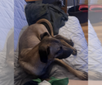 Small #8 Black Mouth Cur-German Shepherd Dog Mix