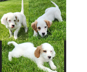 English Setter Litter for sale in HANCOCK, MN, USA