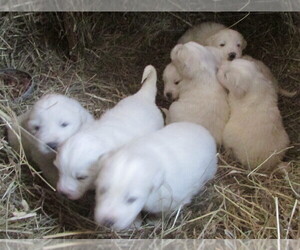 Great Pyrenees Puppy for sale in PLAINFIELD, WI, USA