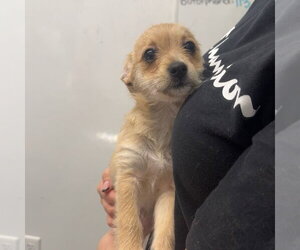 Mutt Dogs for adoption in Chico, CA, USA