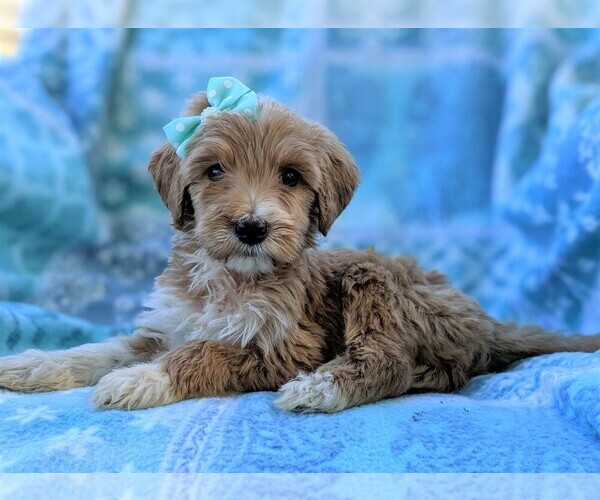 Medium Photo #5 Goldendoodle-Poodle (Standard) Mix Puppy For Sale in LANCASTER, PA, USA