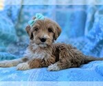 Small Photo #5 Goldendoodle-Poodle (Standard) Mix Puppy For Sale in LANCASTER, PA, USA
