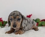 Small #10 Dachshund