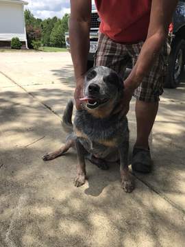 Medium Photo #1 Australian Cattle Dog Puppy For Sale in ENFIELD, NC, USA