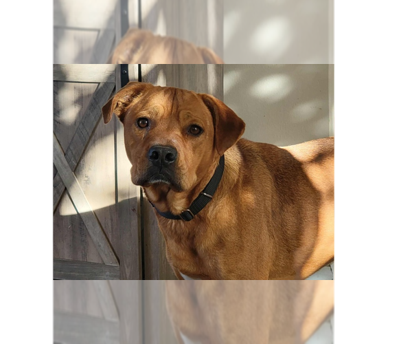 Medium Photo #1 Mutt Puppy For Sale in Springdale, PA, USA