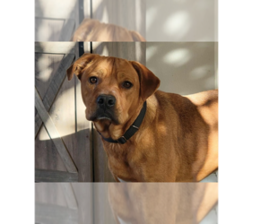 Mutt Dogs for adoption in Springdale, PA, USA