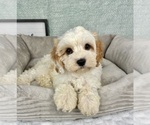 Small #1 Cavapoo
