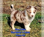 Puppy Blue Collar Border Collie