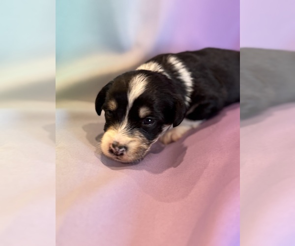 Medium Photo #14 Corgipoo Puppy For Sale in LONGMONT, CO, USA