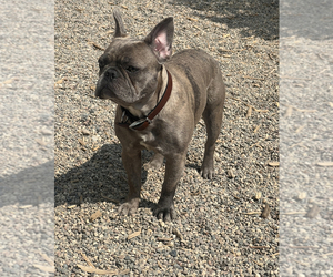 French Bulldog Puppy for sale in MINNEAPOLIS, MN, USA