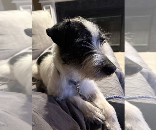 Medium Photo #2 Mutt Puppy For Sale in Boston, MA, USA