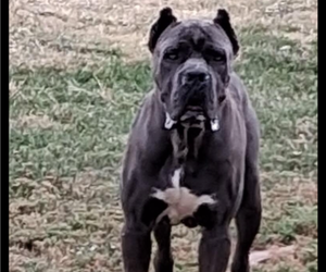 Father of the Cane Corso puppies born on 12/21/2025