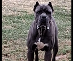 Small Photo #1 Cane Corso Puppy For Sale in ELGIN, OK, USA