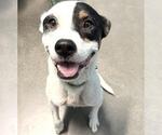 JACKIE - Female Dalmatian-Unknown Mix Dog for Adoption - Small photo