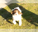 Small Photo #19 Springerdoodle Puppy For Sale in NAPPANEE, IN, USA